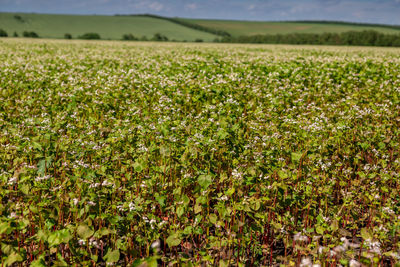 Full frame shot of field