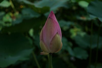 Close-up of pink flowers