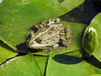 High angle view of turtle in water