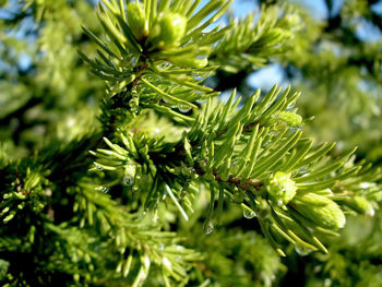 Close-up of pine tree