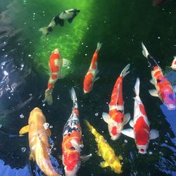 High angle view of koi carps swimming in pond