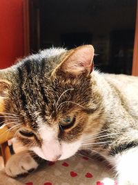 Close-up of cat sleeping