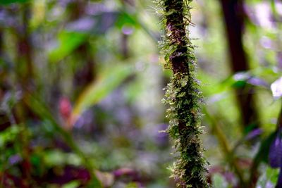 Close-up of plant growing outdoors