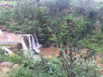 Scenic view of waterfall in forest