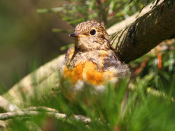 Close-up of robin perching on tree