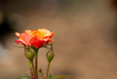 Close-up of rose plant