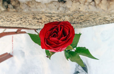 Close-up of rose bouquet