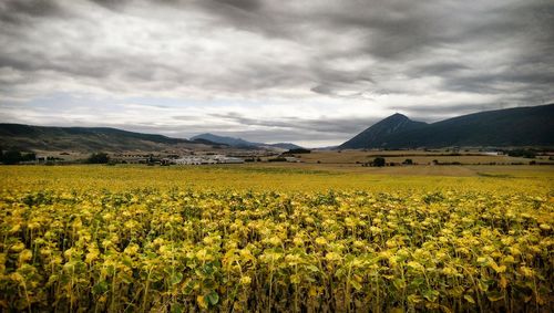 Scenic view of oilseed rape field against cloudy sky