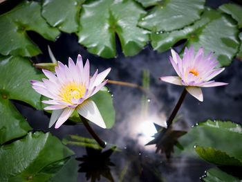 Close-up of lotus water lily in pond