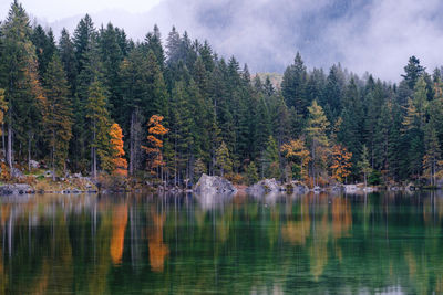 Scenic view of lake by trees in forest against sky