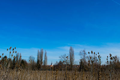 Plants growing on field against blue sky