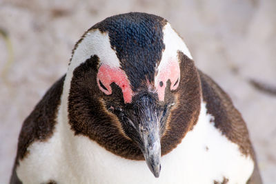 Close-up of penguin