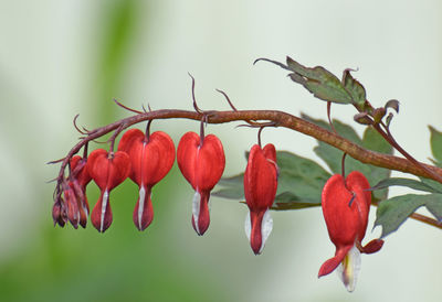 Close-up of red berries growing on tree