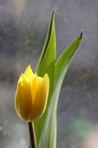 Close-up of yellow tulip