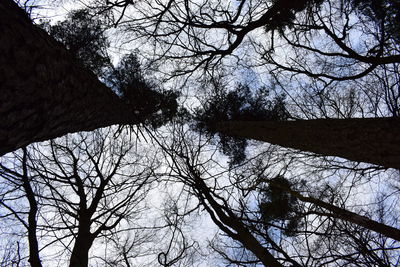 Low angle view of bare trees against sky