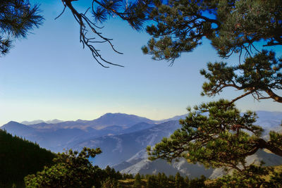 Mountains through the trees