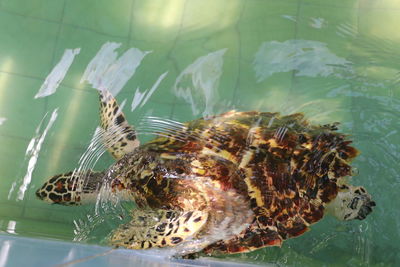 Close-up of fish swimming in sea