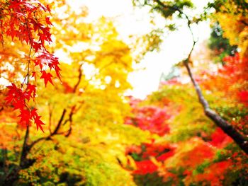 Close-up of maple tree during autumn