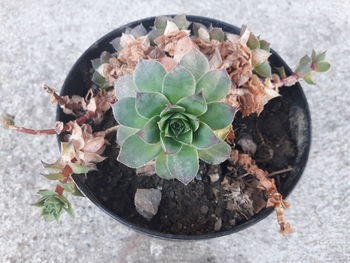 High angle view of potted plant