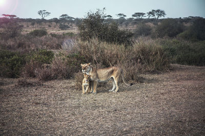 Lioness with cub standing outdoors