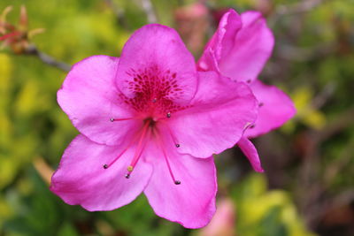 Close-up of pink flower blooming outdoors