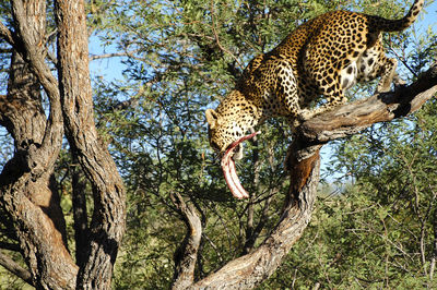 Leopard on tree against sky