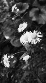 Close-up of white daisy flowers