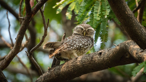 Owl perching on tree