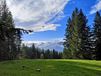 Pine trees against sky