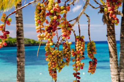 Close-up of fruits hanging on tree against sky