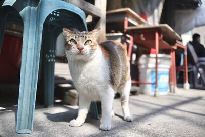 Portrait of cat sitting outdoors