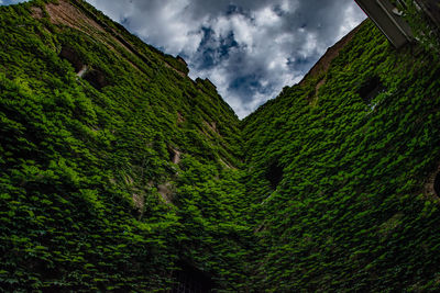 Low angle view of trees against sky