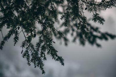 Low angle view of tree against sky