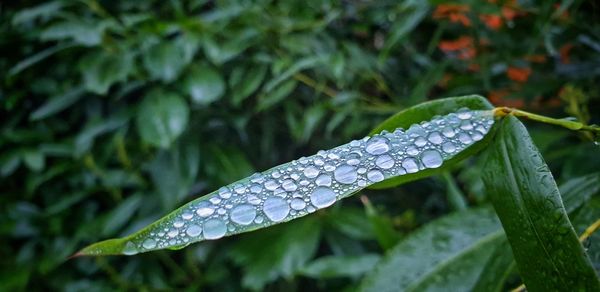 Close-up of raindrops on leaves