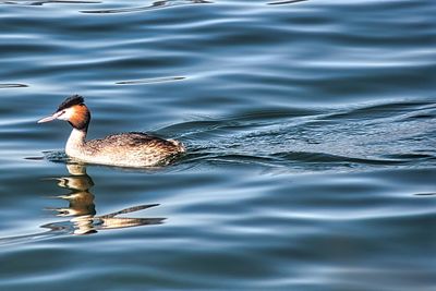 High angle view of duck swimming in sea