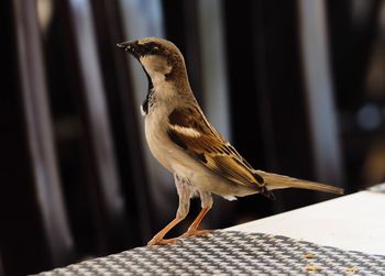 Close-up of bird perching