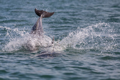 Dolphin splashing water at cardigan bay