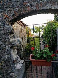 Plants against sky