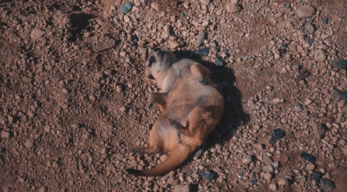 High angle view of dog lying on land