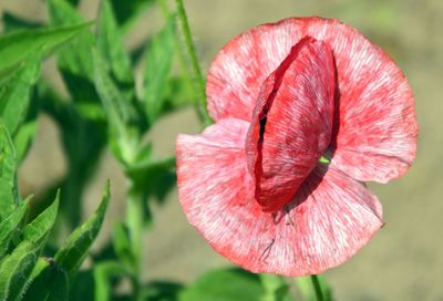 Close-up of red hibiscus flower