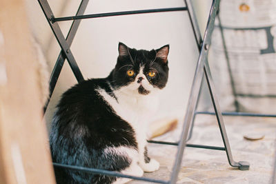 Portrait of black cat sitting on tiled floor