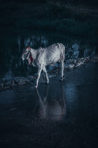 Dog running in water