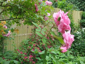 Pink flowers blooming on tree