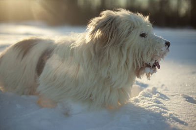 Dog in snow. walking with pet. dog with white hair in winter in park. animal on sunny day.