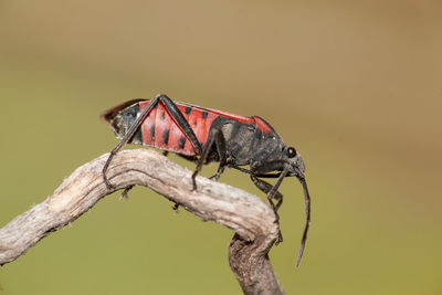 Close-up of insect on branch