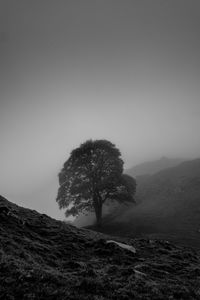 Tree on field against sky