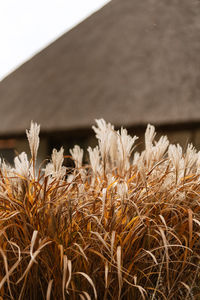 Close-up of wheat growing on field against sky