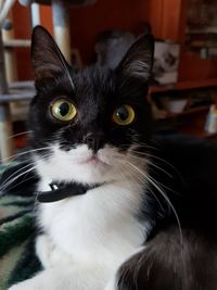 Close-up portrait of cat at home