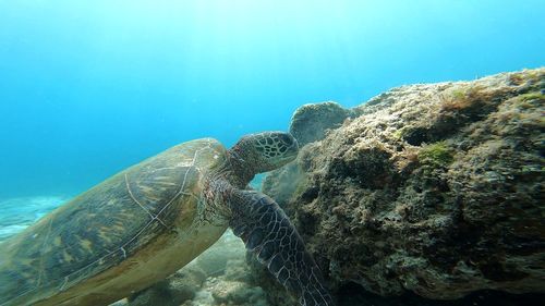 View of turtle swimming in sea