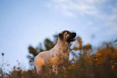 Low angle view of dog looking away against sky